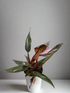 The Pink Princess Philodendron is a highly sought-after houseplant known for its stunning pink variegation. With dark green leaves splashed with vibrant pink and white, it’s a favorite among collectors. Thriving in bright, indirect light, this plant adds bold color to any space. 