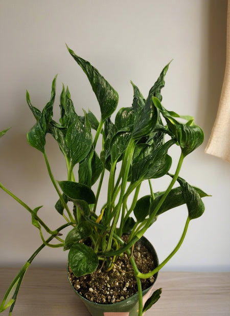 shangri la pothos Pothos Epipremnum aureum 'Shangri Ooh La La' Plant – Jungle Relics