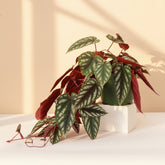 Rare Rex Begonia Vine (Cissus discolor) thrives in humidity and bright, indirect light. Stunning silver-marked leaves with deep burgundy undersides.