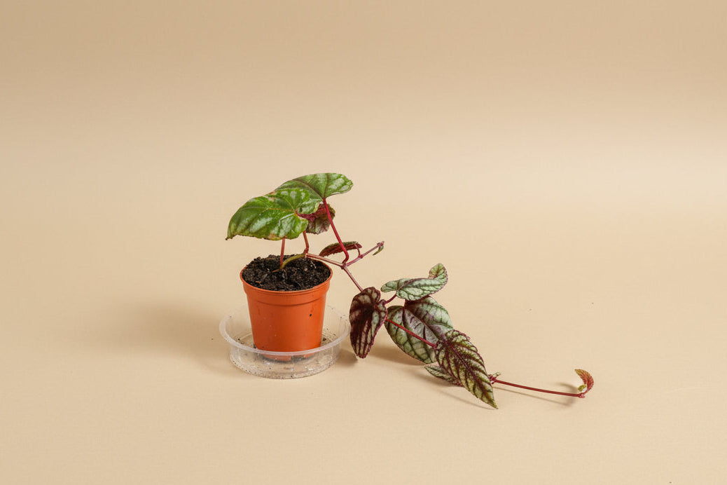 Rare Rex Begonia Vine (Cissus discolor) thrives in humidity and bright, indirect light. Stunning silver-marked leaves with deep burgundy 