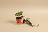 Rare Rex Begonia Vine (Cissus discolor) thrives in humidity and bright, indirect light. Stunning silver-marked leaves with deep burgundy 