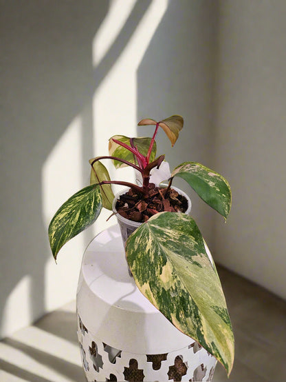 Philodendron Strawberry Shake stuns with pink, cream, and green variegation. A rare gem, it thrives in bright, indirect light—perfect for plant collectors