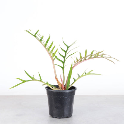 The Philodendron Tortum is a rare, fast-growing vine with deep-cut, skeleton-like leaves, making it a striking centerpiece for any plant collection. Thriving in bright, indirect light, it adds unique, architectural greenery to your space. Perfect for plant enthusiasts, this chill plant grows quickly and stands out with its bold foliage.