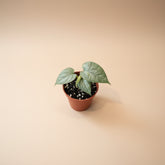 Rare Variegated Amydrium Silver with shimmering silver foliage, cream variegation, and dramatic fenestrations. A stunning collector aroid plant.