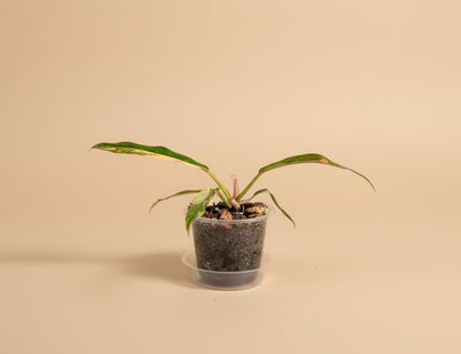 philodendron caramel marble pluto Variegated Caramel Marble Pluto Philodendron 3" Rare Plant – Jungle Relics