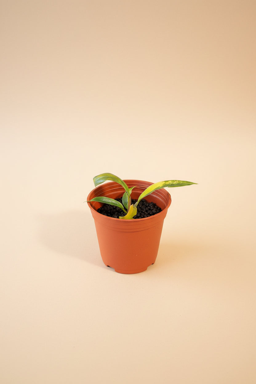 Rare Variegated Caramel Marble Pluto Philodendron with rich caramel, cream, and green marbling. A must-have collector aroid with luxe foliage.