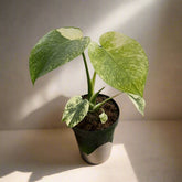 Rare Monstera Deliciosa ‘Mint’ with stunning minty-white variegation. Easy care, highly collectible houseplant prized by plant lovers & collectors.