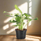 Variegated Monstera Lechleriana with striking white and green marbled leaves. A rare climbing aroid, perfect for collectors and indoor jungle lovers.