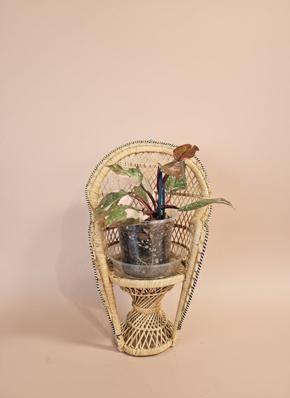 Rare Variegated Pink Princess Galaxy Philodendron with striking pink, cream, and green marbled leaves. A must-have collector plant for indoor styling.