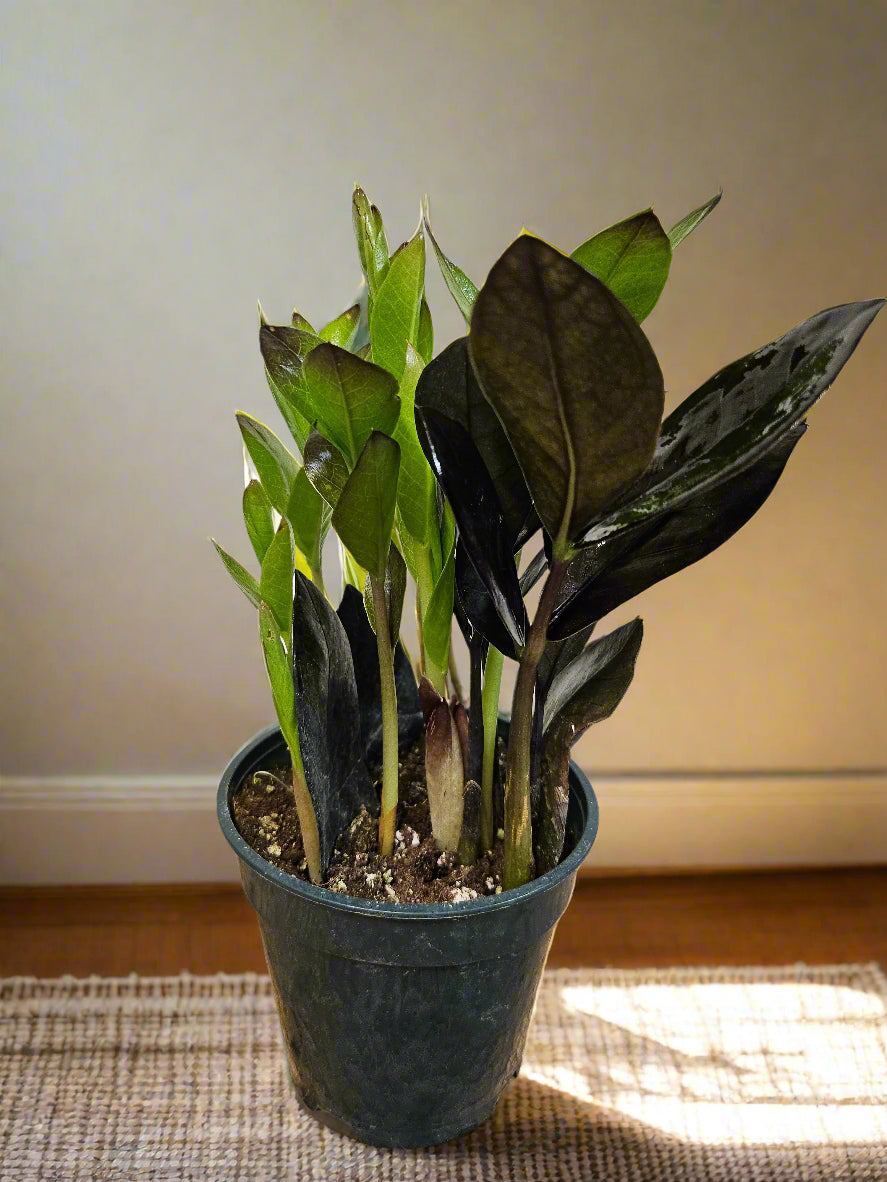 The ZZ Plant ‘Obscura’ features deep emerald-green to nearly black foliage that darkens with age and light exposure. This low-maintenance, drought-tolerant plant thrives in low light and neglect, making it perfect for modern, moody interiors. Its rare, slow-growing nature and bold silhouette add a touch of mystery and sophistication to any space.