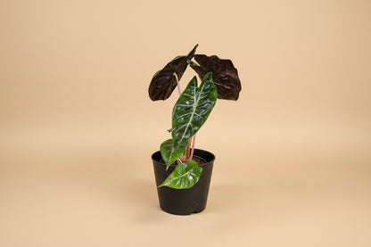 Rare and stunning, the Pink Princess Alocasia features bold pink variegation, glossy foliage, and tropical vibes—perfect for collectors and plant lovers