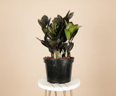 The Raven ZZ Plant (Zamioculcas zamiifolia &