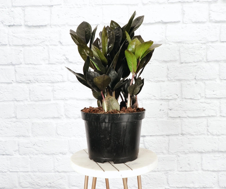 The Raven ZZ Plant (Zamioculcas zamiifolia &