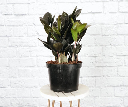 The Raven ZZ Plant (Zamioculcas zamiifolia &