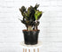 The Raven ZZ Plant (Zamioculcas zamiifolia &