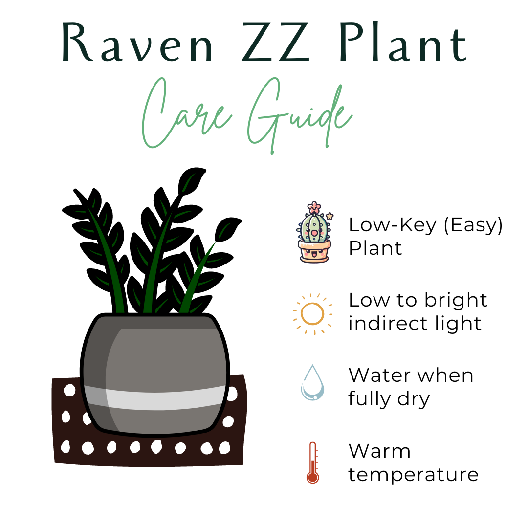 The Raven ZZ Plant (Zamioculcas zamiifolia &