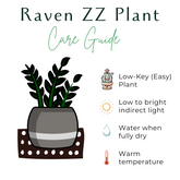 The Raven ZZ Plant (Zamioculcas zamiifolia &
