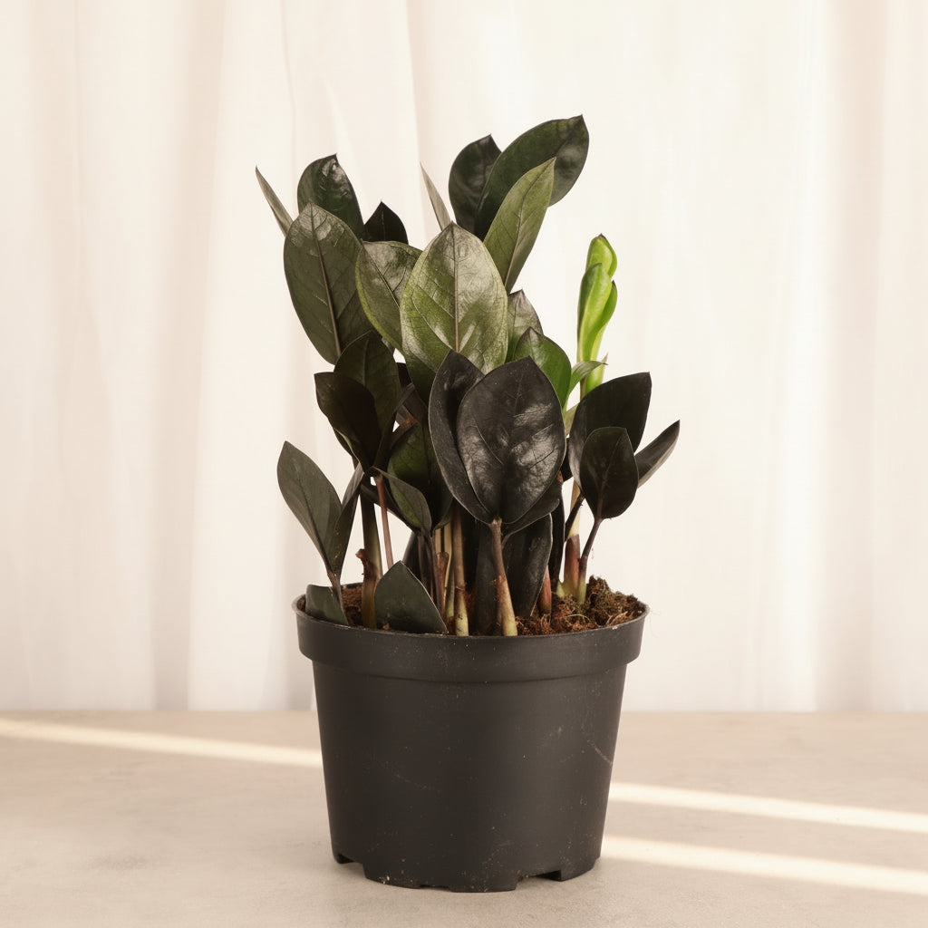 The Raven ZZ Plant (Zamioculcas zamiifolia &