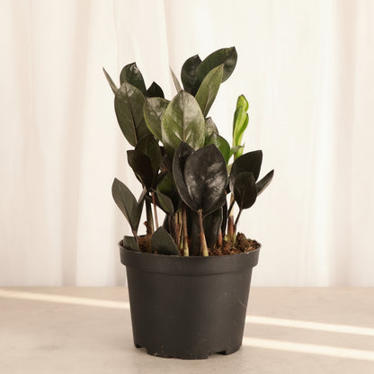 The Raven ZZ Plant (Zamioculcas zamiifolia &