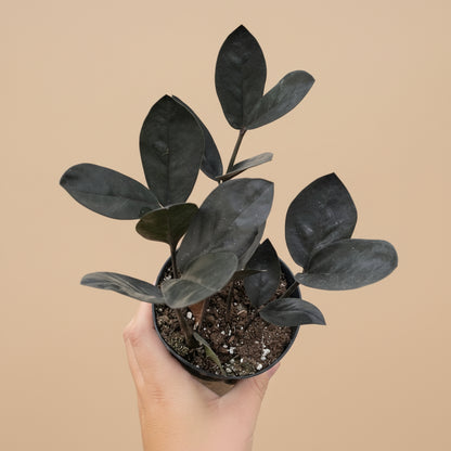 The Raven ZZ Plant (Zamioculcas zamiifolia &