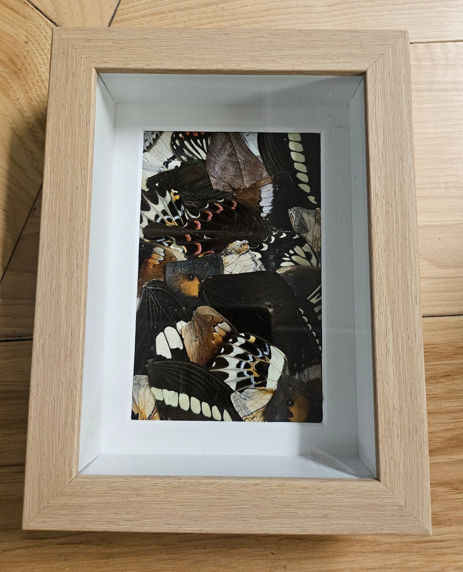 Real butterfly wing mosaic art made with ethically sourced wings, celebrating transformation and nature’s beauty in a framed mixed-media wall piece.