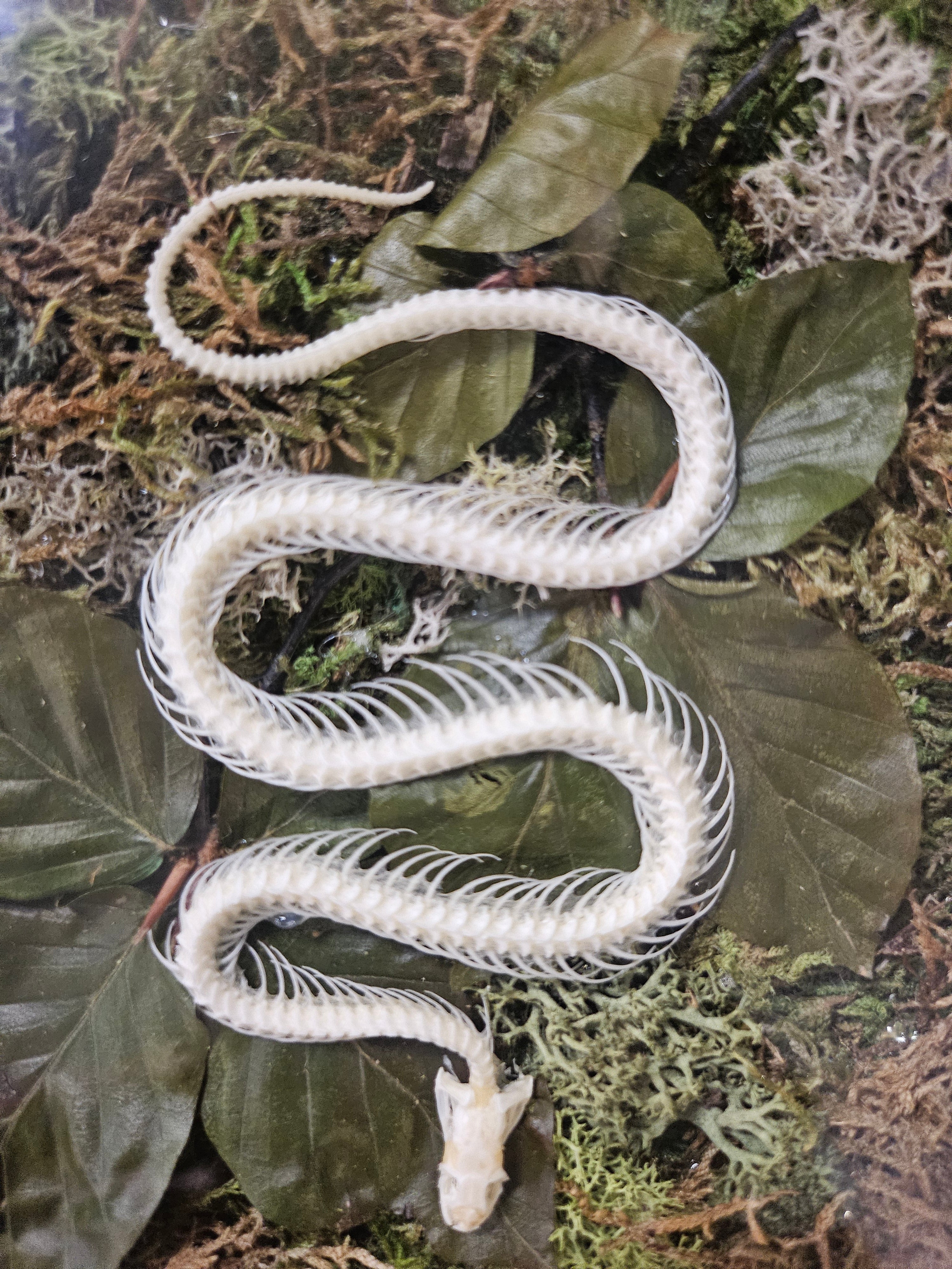 Snake Reclamation by Ryan Doran is a 5&quot; x 8&quot; preserved mixed-media moss art piece featuring delicate snake skeletons arranged in lush moss. Encased in a sleek black frame, it symbolizes transformation, renewal, and resilience. Low-maintenance and visually striking, it’s perfect for modern decor.