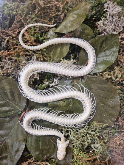Snake Reclamation by Ryan Doran is a 5&quot; x 8&quot; preserved mixed-media moss art piece featuring delicate snake skeletons arranged in lush moss. Encased in a sleek black frame, it symbolizes transformation, renewal, and resilience. Low-maintenance and visually striking, it’s perfect for modern decor.