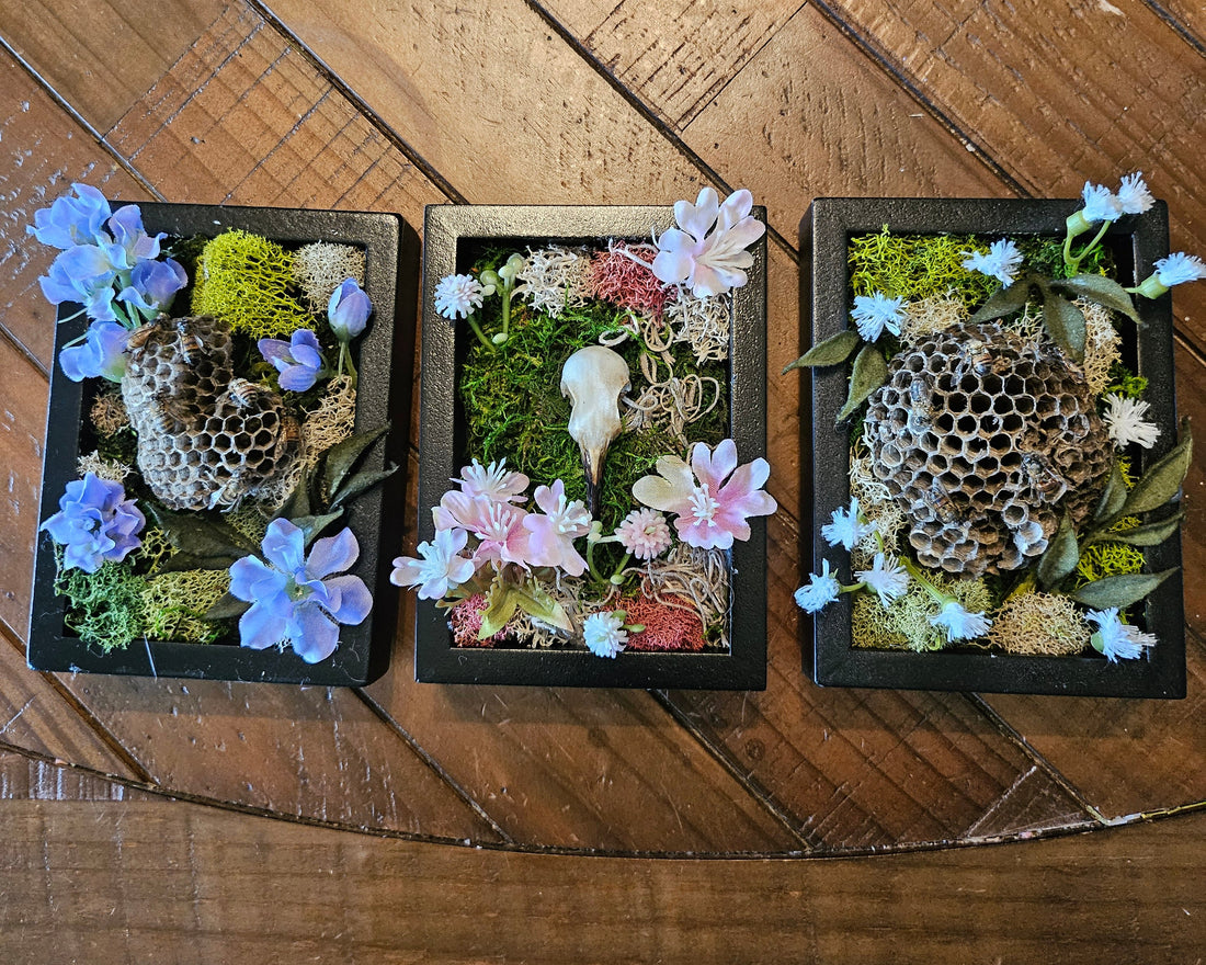 Reclamation Relics are 3.5&quot; x 5&quot; taxidermy shadow boxes with moss, flowers, bees, skulls, and wasp nests—haunting miniatures of nature&
