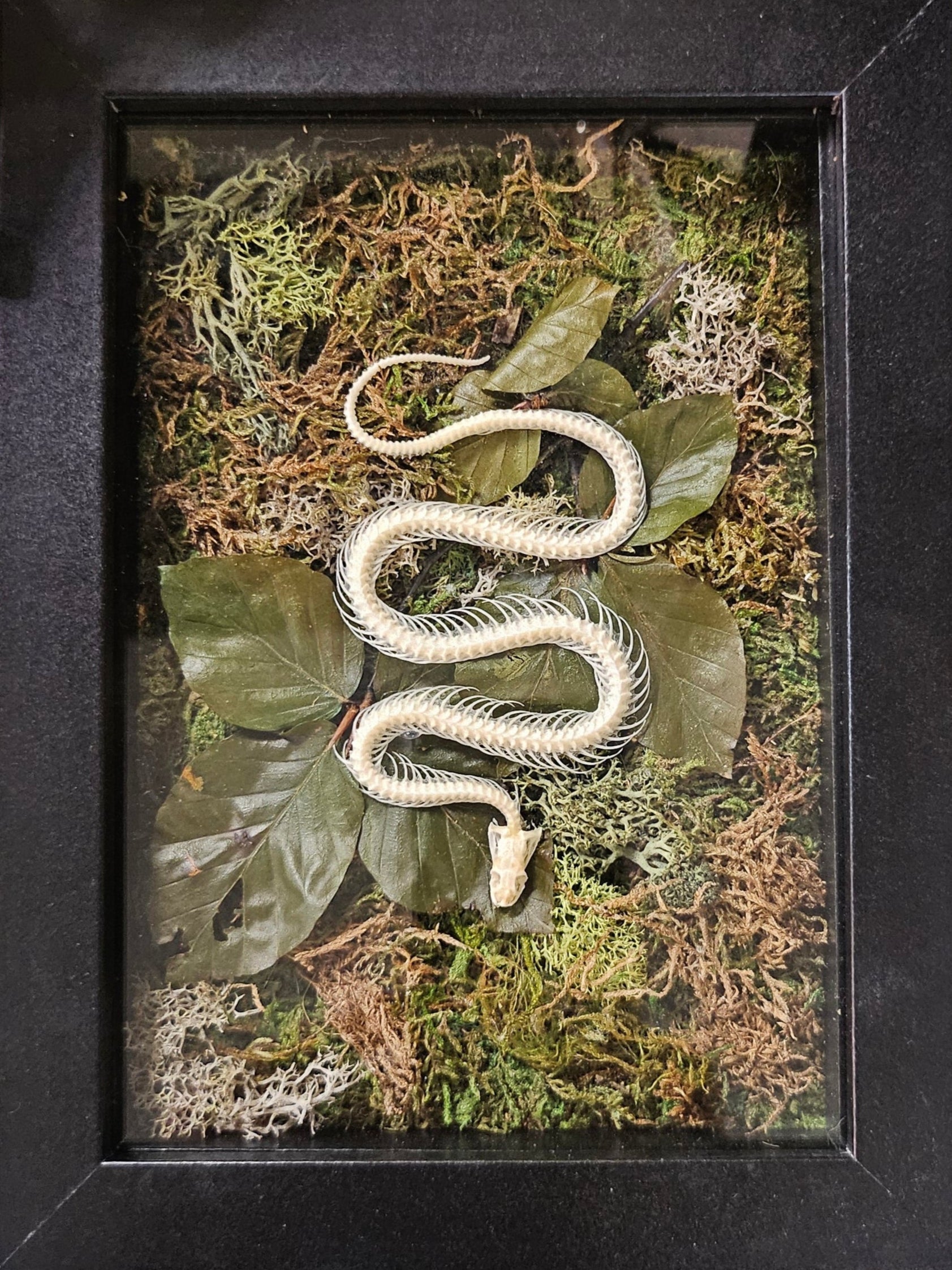Snake Reclamation by Ryan Doran is a 5&quot; x 8&quot; preserved mixed-media moss art piece featuring delicate snake skeletons arranged in lush moss. Encased in a sleek black frame, it symbolizes transformation, renewal, and resilience. Low-maintenance and visually striking, it’s perfect for modern decor.