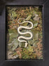 Snake Reclamation by Ryan Doran is a 5" x 8" preserved mixed-media moss art piece featuring delicate snake skeletons arranged in lush moss. Encased in a sleek black frame, it symbolizes transformation, renewal, and resilience. Low-maintenance and visually striking, it’s perfect for modern decor.