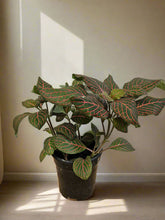The Nerve Plant (Fittonia albivenis) varieties, features striking veined foliage perfect for terrariums or small spaces. It thrives in bright, indirect light, high humidity, and moist soil. Ideal for those seeking a medium-care plant, it adds vibrant texture and tropical charm to any room.