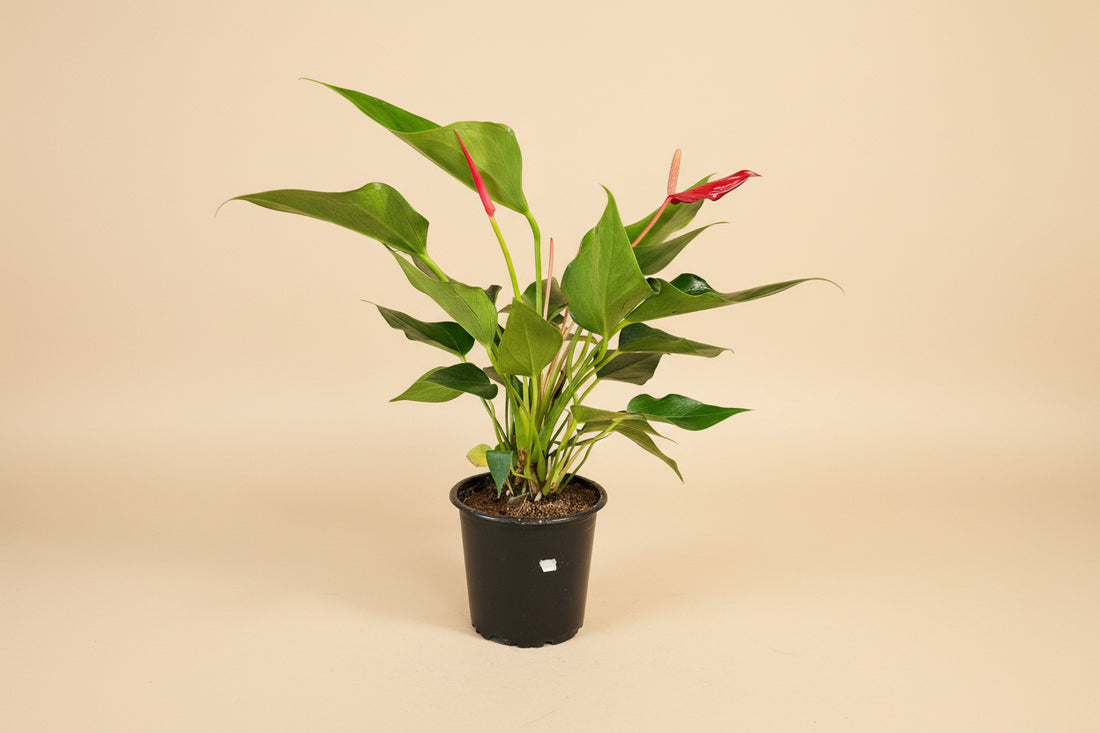 Red Anthurium (Flamingo Flower) features glossy heart-shaped blooms, lush foliage, and long-lasting color—perfect for bright, tropical indoor spaces.