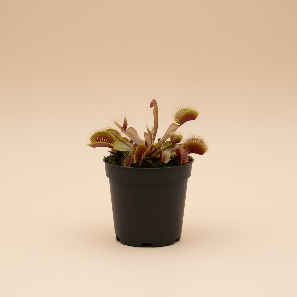 Red Dragon Akai Ryu Venus Fly Trap is a rare red carnivorous plant with deep crimson traps. A striking collector plant that eats insects and thrives in bright light.
