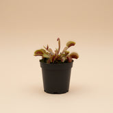 Red Dragon Akai Ryu Venus Fly Trap is a rare red carnivorous plant with deep crimson traps. A striking collector plant that eats insects and thrives in bright light.