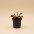 Red Dragon Akai Ryu Venus Fly Trap is a rare red carnivorous plant with deep crimson traps. A striking collector plant that eats insects and thrives in bright light.