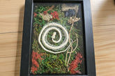 Serpent Spiral is a preserved moss art piece featuring a real spiral snake skeleton—symbolizing rebirth, nature’s cycles, and organic beauty in a 6"x8" frame.