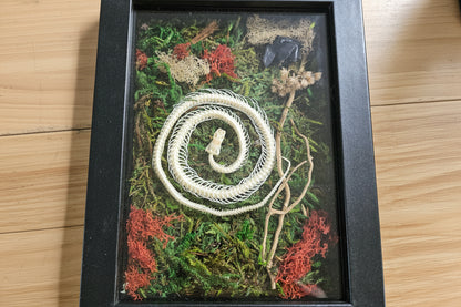 Serpent Spiral is a preserved moss art piece featuring a real spiral snake skeleton—symbolizing rebirth, nature’s cycles, and organic beauty in a 6"x8" frame.