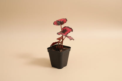 Rex Begonia Collection featuring bold, colorful foliage with metallic patterns. A curated mix of artistic, compact begonias perfect for indoor plant lovers.