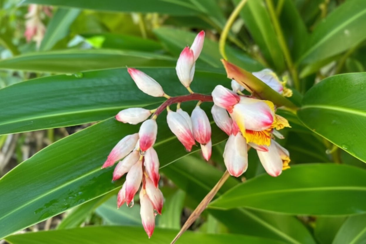 Red Rubin Ginger features deep burgundy foliage with tropical flair. An uncommon Alpinia prized for rich color, bold texture, and statement style.