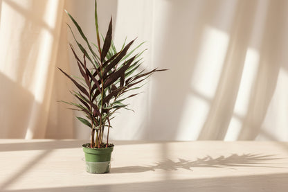 Red Rubin Ginger features deep burgundy foliage with tropical flair. An uncommon Alpinia prized for rich color, bold texture, and statement style.