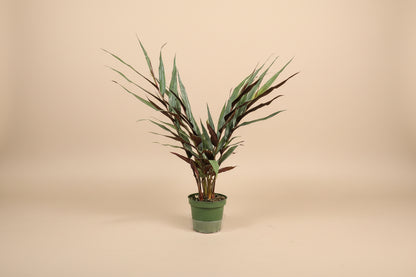 Red Rubin Ginger features deep burgundy foliage with tropical flair. An uncommon Alpinia prized for rich color, bold texture, and statement style.