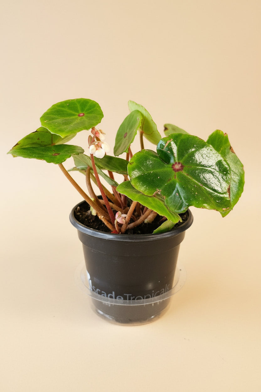 Red Ruby Begonia (Begonia conchifolia) features glossy round leaves with a ruby center. A compact, eye-catching plant perfect for terrariums and bright indoor spaces.