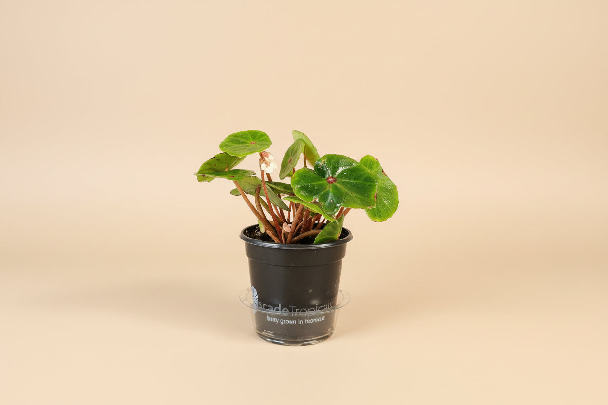 Red Ruby Begonia (Begonia conchifolia) features glossy round leaves with a ruby center. A compact, eye-catching plant perfect for terrariums and bright indoor spaces.
