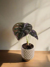 Alocasia ‘Red Secret’ is a rare tropical houseplant with iridescent, coppery-red leaves. A striking, compact beauty perfect for collectors and humid spaces.