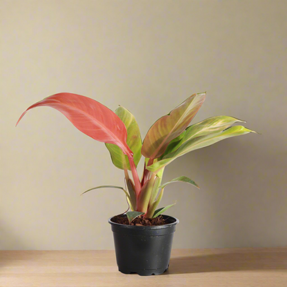 The Philodendron Sun Red showcases vibrant red-tinted new leaves that mature into deep green, creating a striking color contrast. This compact, easy-care plant thrives in bright to medium indirect light and prefers regular watering, making it ideal for all skill levels. Perfect for adding color to indoor spaces.