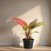 red sun philodendron rare Philodendron Red Sun Rare Plant (Philodendron selloum ‘Sun Red’)
