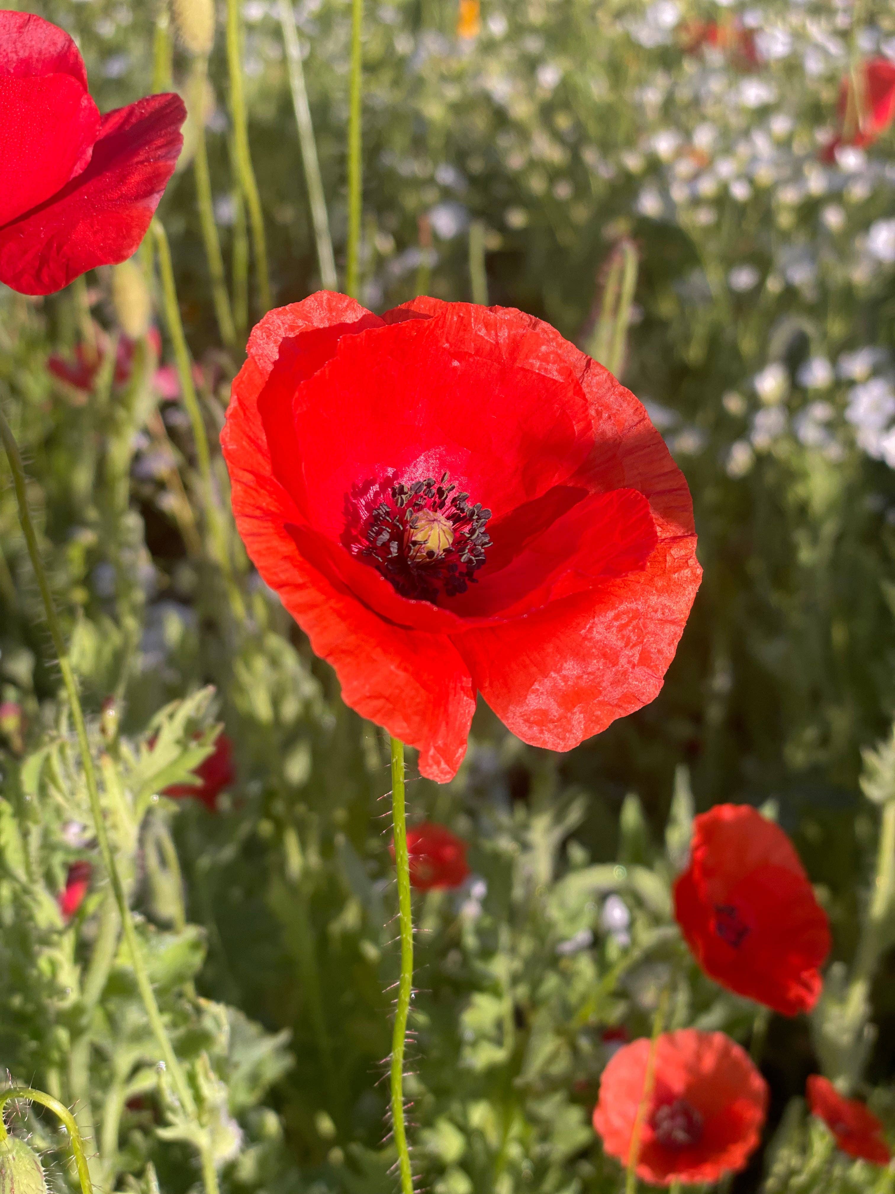 Thinking of You vintage red corn poppy seed packets. Classic remembrance flowers with Victorian art — an easy-to-grow, meaningful garden gift.