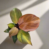 The Philodendron Red Heart is a vibrant tropical plant known for its striking red leaves that mature into deep green. Its compact growth and heart-shaped foliage make it ideal for desks, shelves, or smaller spaces. Thriving in bright, indirect light, it’s low-maintenance yet eye-catching, perfect for beginners and collectors alike.