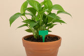 Reusable waterproof plant markers for indoor plants, seedlings, and propagation. Durable T-style labels keep your garden organized and beautifully labeled.