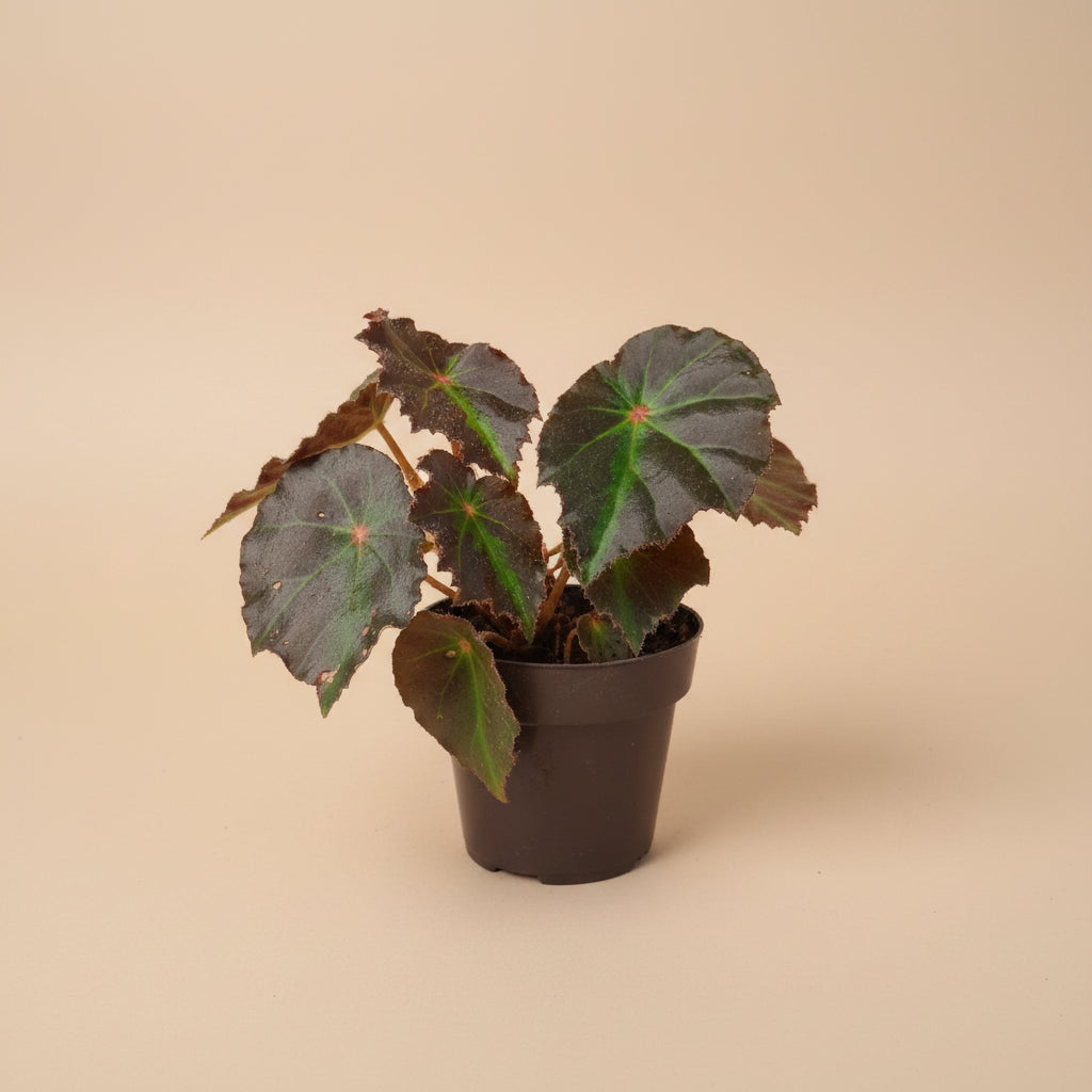 Rex Begonia Boyfriend, a stunning collector plant with silver, burgundy, and charcoal foliage that brings artistic texture to any indoor jungle.